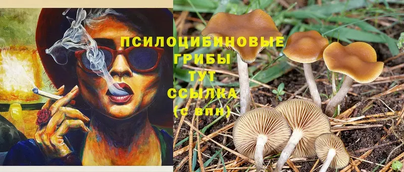 Галлюциногенные грибы Psilocybe  Лангепас 